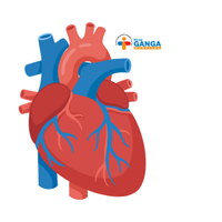 Cardiology & CVTS